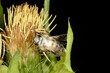 Fliegentöter, Entomophthora muscae
