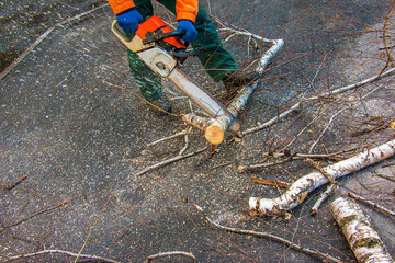 A municipal service worker cuts the branches of a tree. Greening of urban trees