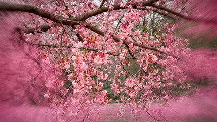 Wall Mural - Blooming pink cherry orchard. Cherry blossoms.