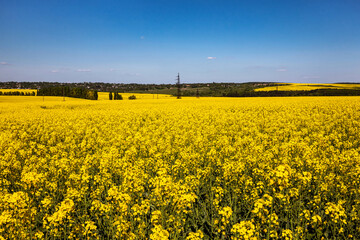 Yellow rapeseed field in the field and picturesque sky with white clouds. Blooming yellow canola flower meadows. Rapeseed crop in Ukraine.