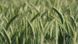 Close up of the green triticale ears in the field during the day