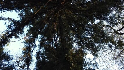 Canvas Print - Amazing trees in a forest. Low angle view from trees. Tree rotation