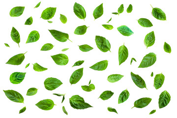 Wall Mural - Scattered fresh green basil leaves isolated on transparent background