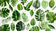 Collezione di foglie verdi di piante tropicali su sfondo neutro