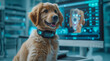 © Ayla - Golden retriever outfitted with a smart collar with holographic display digital x-ray, futuristic veterinary pet  hospital with advanced technology for pet healthcare.