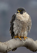 A peregrine falcon hunting for birds in New Jersey