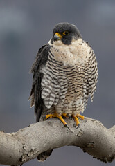 Canvas Print - A peregrine falcon hunting for birds in New Jersey