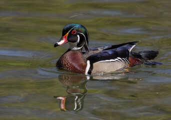 Sticker - A drake wood duck in spring