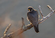 A peregrine falcon hunting for birds in New Jersey