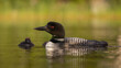 Common loon in Maine with babies