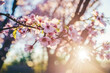 Beautiful blooming sakura tree branches. Spring nature. Pink cherry flowers. Bright sunny weather. Generative AI