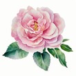 Pink peony flower. Realistic Watercolor illustration on white background. Generative AI.
