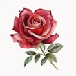 Rose flower watercolor illustration on white background. Generative AI