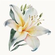 White lily flower. Watercolor style. Floral art. Generative AI.