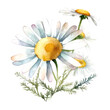 White chamomile flower. Watercolor style on white background.