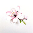 Pink Sakura flower. Watercolor style on white background.
