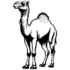 Poster - Bactrian Camel hand drawn animal illustration, transparent background vector image