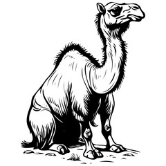 Poster - Black Bactrian Camel sitting drawing, vintage animal illustration, vector image