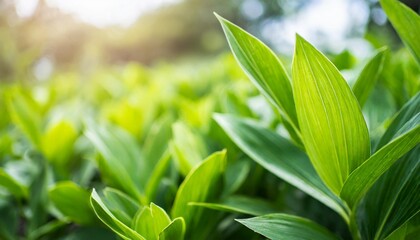 Wall Mural - abstract nature green blurred background nature leaf on greenery background in garden with copy space using as background wallpaper page concept