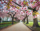 Fototapeta  - Sakura (prunus serrulata ) blossoming in a park