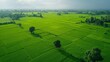 Green rice field interspersed with trees 