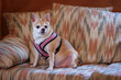 A small dog wearing a pink harness sits on a couch. The couch is covered in a colorful pattern