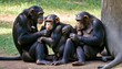 a family of chimpanzees grooming each others fur upscaled 55