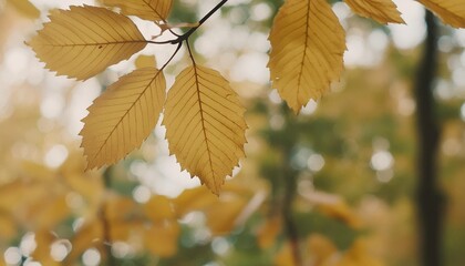 Wall Mural - yellow leaves on autumn trees