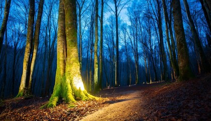 Poster - gloomy fantasy forest scene at night with glowing lights