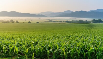 Wall Mural - early morning scenery of a vast field covered in cornstalks generative ai