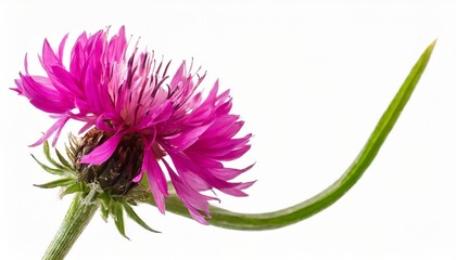 Wall Mural - red knapweed flower with curved stem isolated on white or transparent background