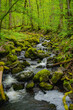 river, creek, forest stream, moss, rocks, flowing, water, wallpaper
