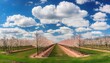 A uniformly planted orchard, rows of trees in bloom, under a bright blue sky with soft white 