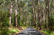 Beautiful eucalyptus tree avenue in the Great Otway National Park, Victoria, Australia