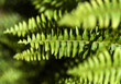 Green fresh fronds of fern natural macro floral background