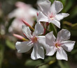 Flowering Nerium oleander, oleander, natural macro floral background