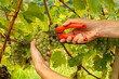 Workers hands cutting white grapes from vines during wine harvest season