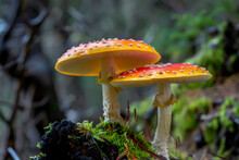 Two Large Orange Mushrooms Are Sitting On A Mossy Log. The Mushrooms Are Surrounded By A Dark Background, Which Creates A Sense Of Mystery And Intrigue. The Image Evokes A Feeling Of Curiosity