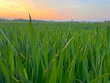 Agricultural field with green crop at sunset.