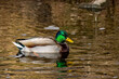 Colorful mallard duck with green head wading in calm golden water, wildlife bird swimming in a pond 