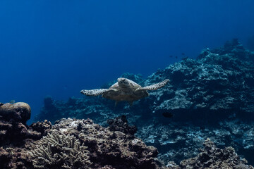 Turtle in the reef