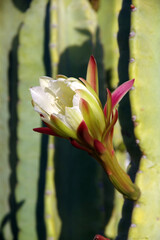 Canvas Print - Blossom of a tall saguaro cactus