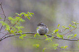 Fototapeta Dmuchawce - Golden Crowned Kinglet,  Regulus satrapa, one of the smallest songbirds, perched with puffed feathers on branch gray background copy text