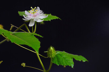 Wall Mural - Stinking passionflower (Passiflora foetida) or wild maracuja, bush passion fruit, wild water lemon, stoneflower, love-in-a-mist, or running pop