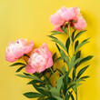 bouquet of pink roses, Pink peonies on green and yellow background. Fresh bunch of pink peonies. Trendy color. Bloom love concept. Card, text place, copy space.