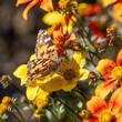カラフルな花の蜜を懸命に吸うヒメアカタテハ
