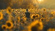 A solitary figure standing amidst a field of blooming sunflowers, their face turned towards the sun