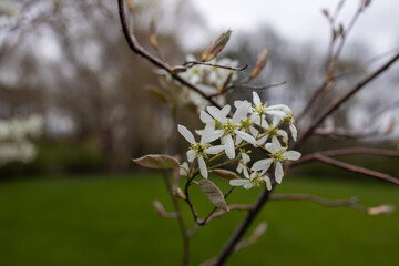 Wall Mural - Defocused abstract texture background of flowers emerging on a serviceberry (amelanchier) tree in early spring
