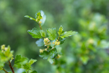 Wall Mural - Defocused abstract texture background of young leaves and flowers emerging on an alpine currant (ribes alpinum) bush in early spring