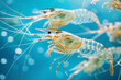 Fresh shrimp, crustaceans with claws, isolated on a blue background